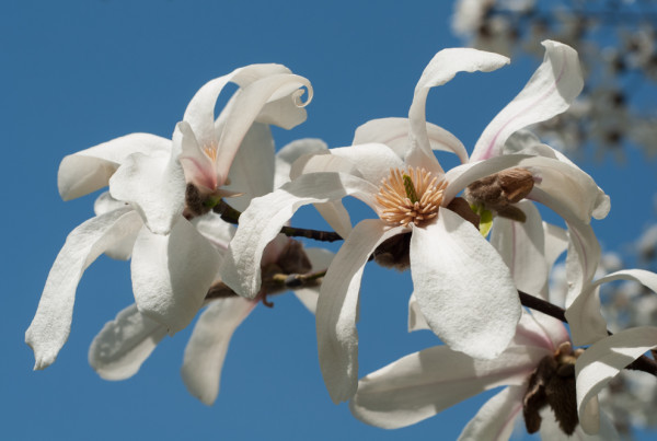 magnolie Iasi