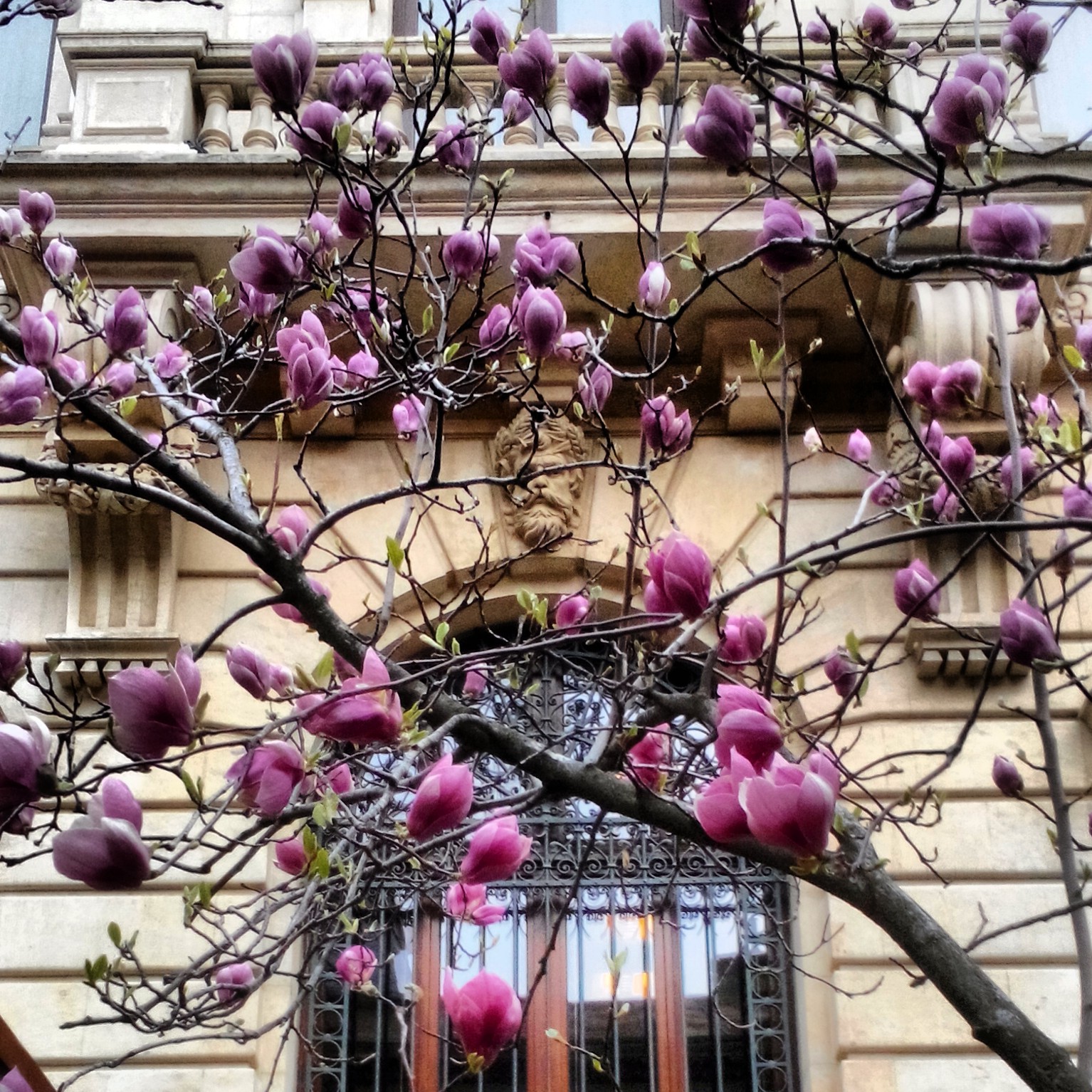 magnolie Bucuresti My Secret Romania